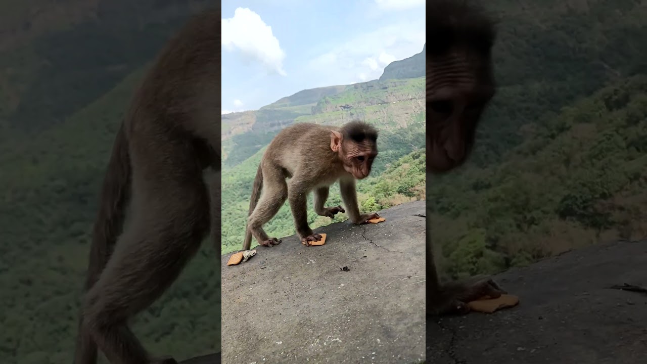 Mankada#like 🙊🙉🙈🌳🌴#like #subscribe #N.B odia vlog #travel 🐵🐵🐵🐒🐒🦥🦥