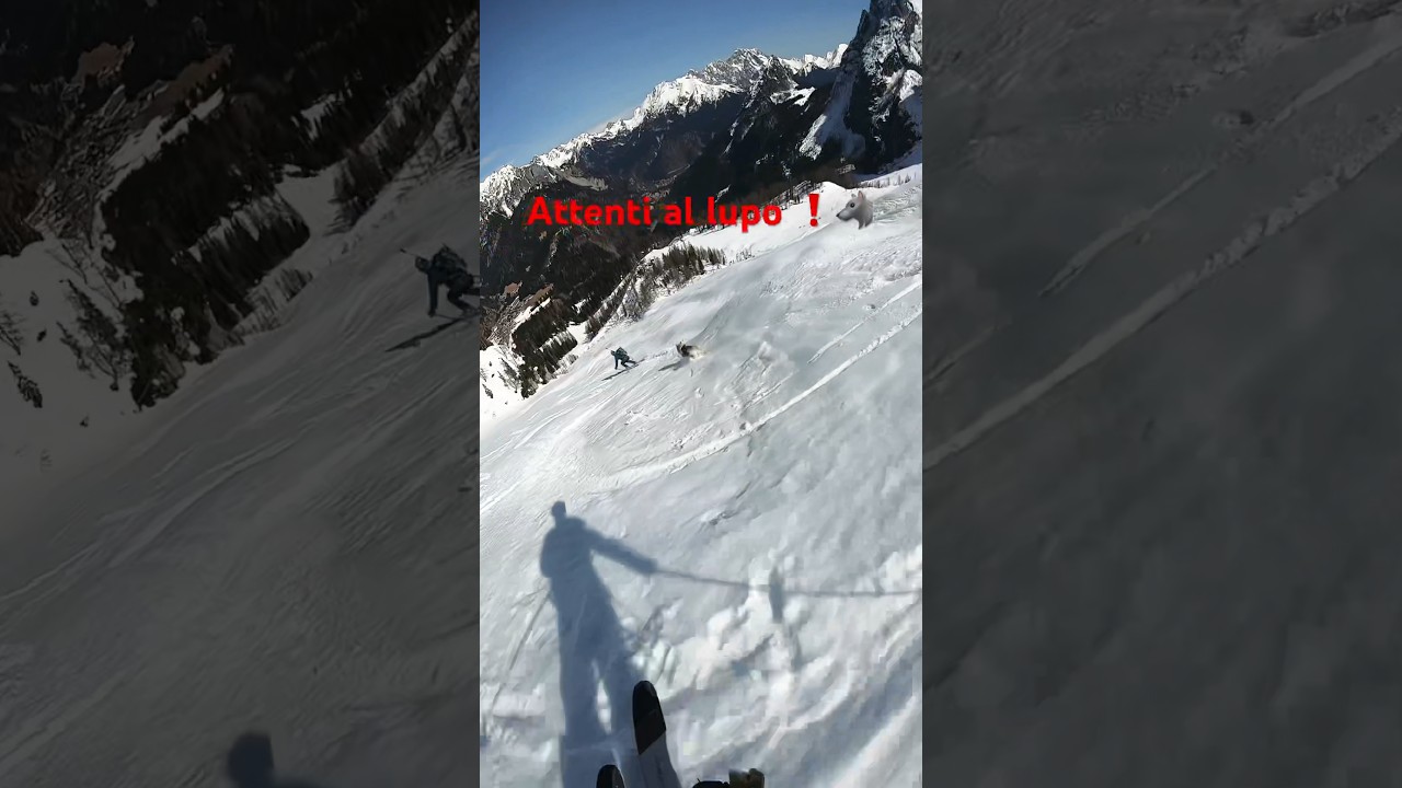 Lupo inseguito fuori pista 😳❗️ #mavericks #montagna #sci #freeride #topgun