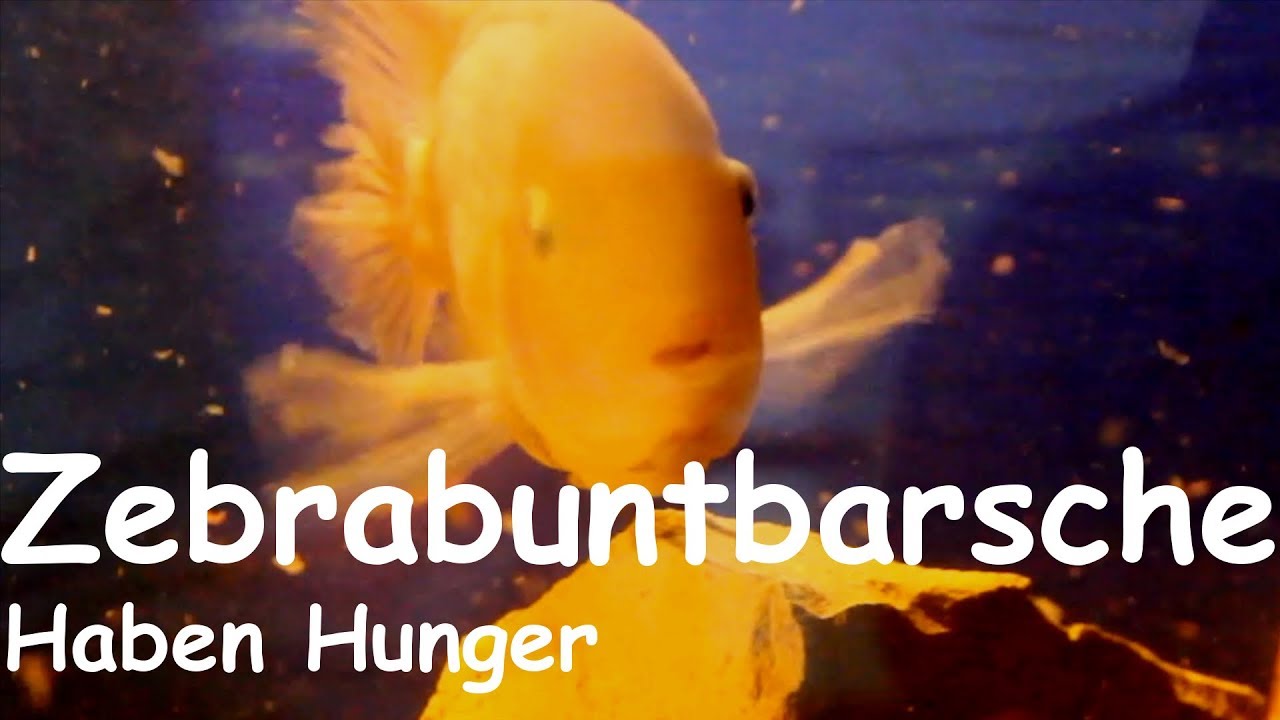 Zebrabuntbarsche im 180l Aquarium haben Hunger!!!