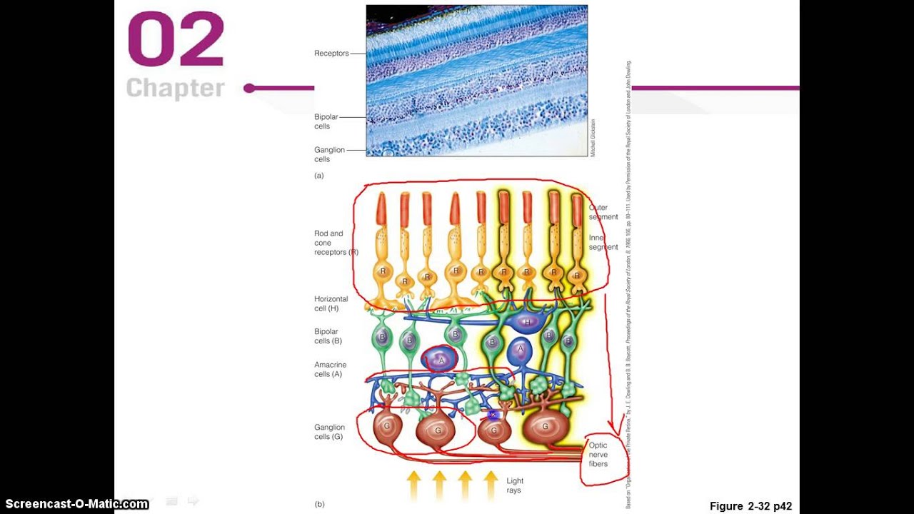 convergence in the retina 1