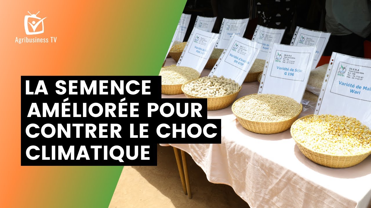 Burkina Faso : La semence améliorée pour contrer le choc climatique