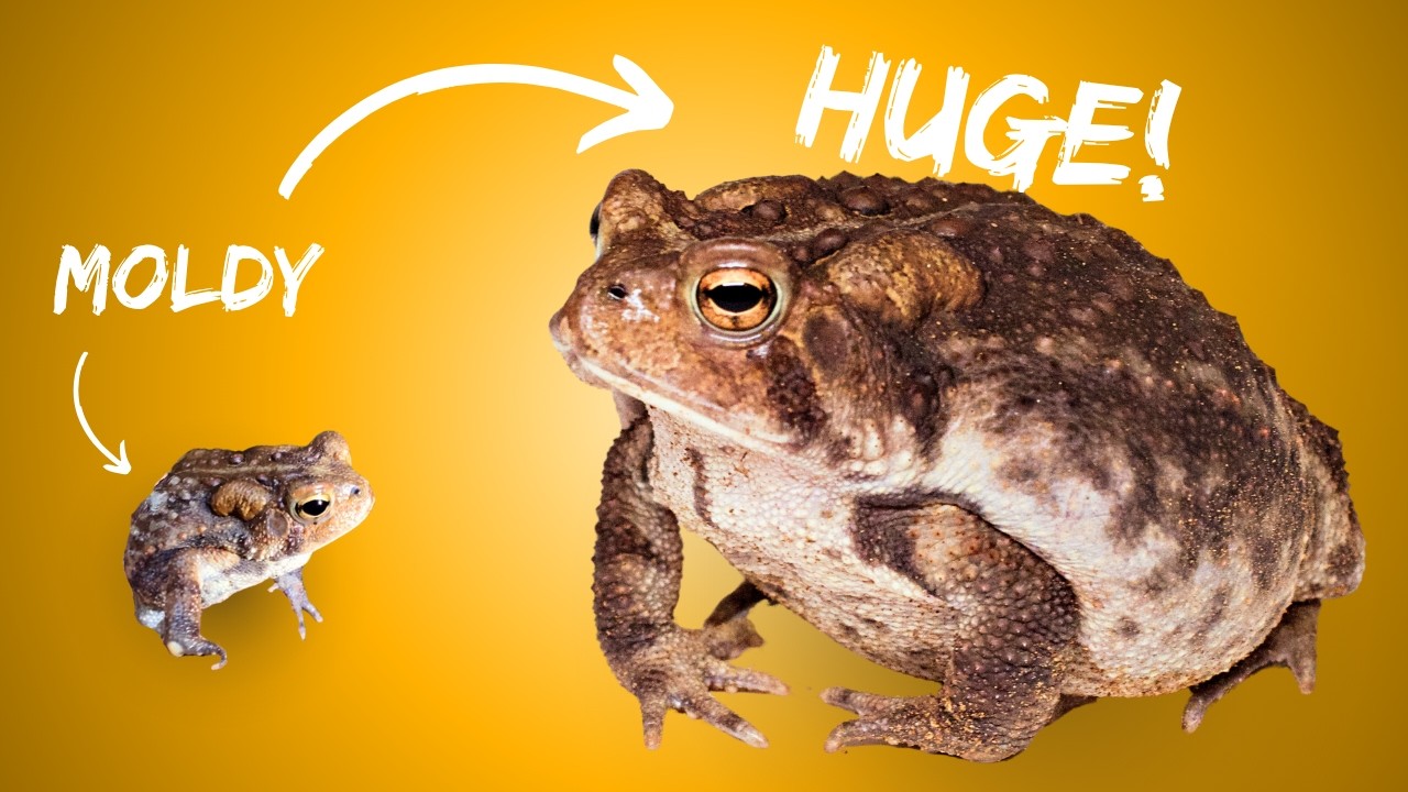 I Saved a Toad’s Life & Built it a Bio-Active Terrarium