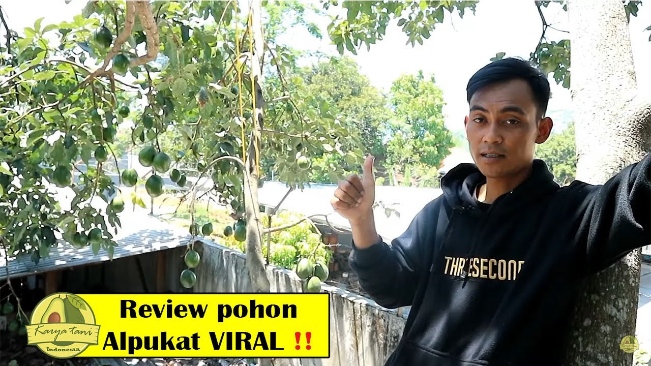 Pohon alpukat KENDIL TERBESAR part 2️⃣