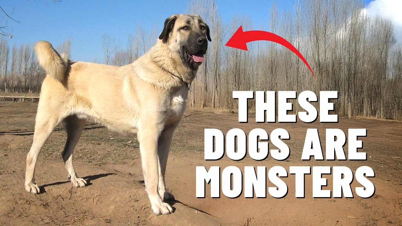 10 САМЫХ СИЛЬНЫХ ПОРОД СОБАК ❤️🐶 Эти собаки — монстры!