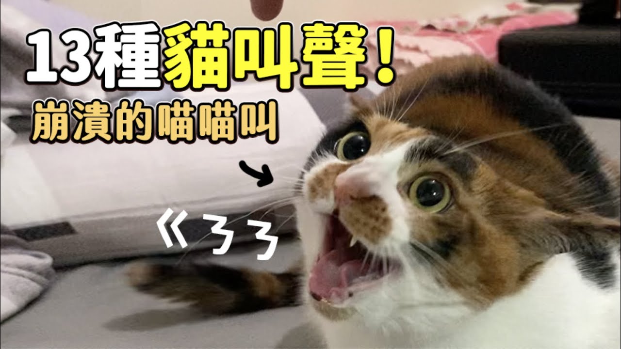 【黃阿瑪的後宮生活】13種貓叫聲！崩潰的喵喵叫