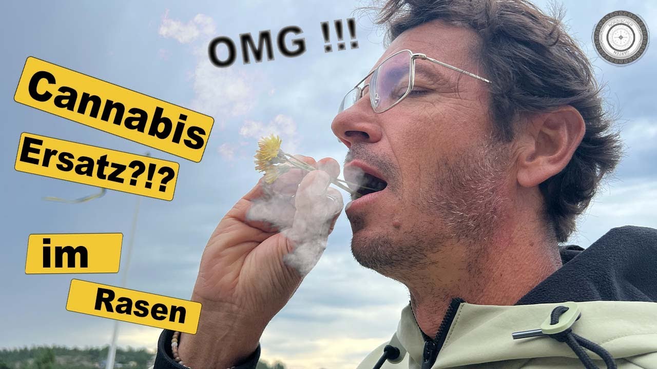 Rasenersatz, begehbarer Rasen, Kleines Habichtskraut, Trockenheitspflanze und Insektenmagnet