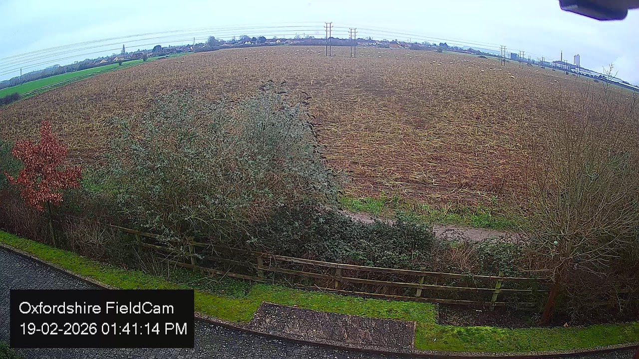 🔴 LIVE Oxfordshire Sheep FieldCam - Live Streaming from Oxfordshire, UK