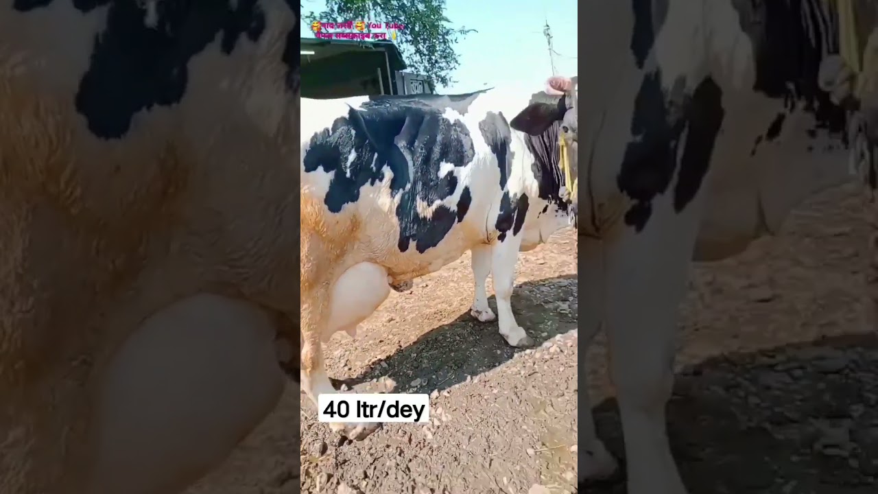 40 liter milk per day pure hf cow