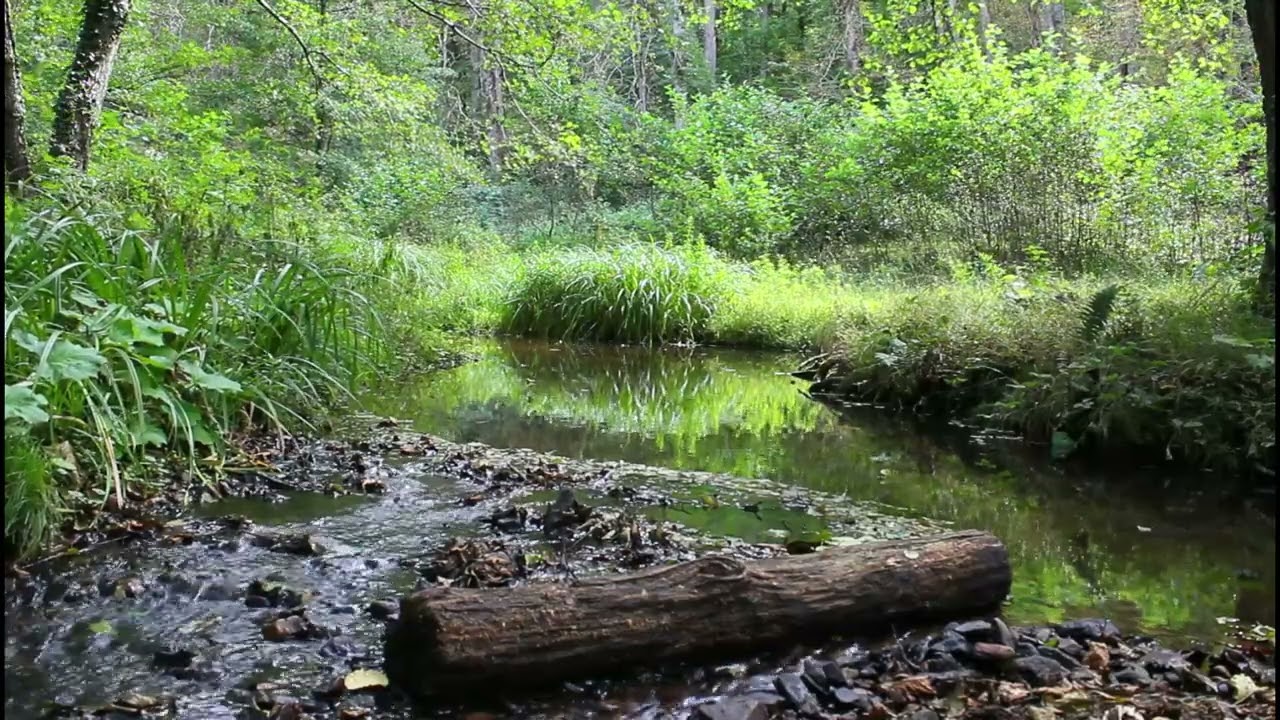 Discover Ultimate Relaxation: Slow River, Lonely Log, and Untouched Nature - ASMR