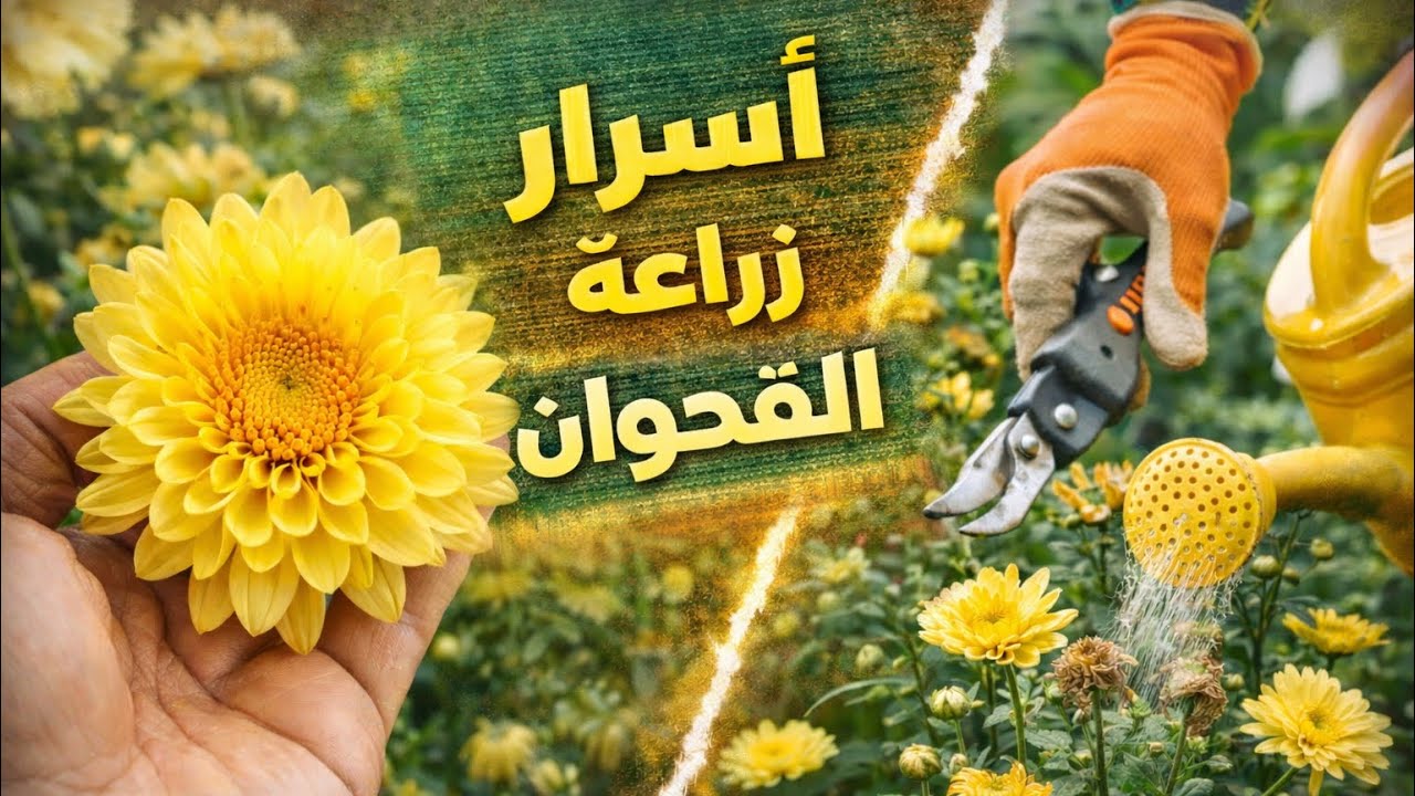 كل اسرار نبات الاقحوان موعد زراعة واهتمام 