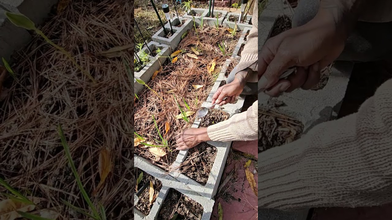 How to plant free unlimited garlic  bulbs,  with your store bought garlic 