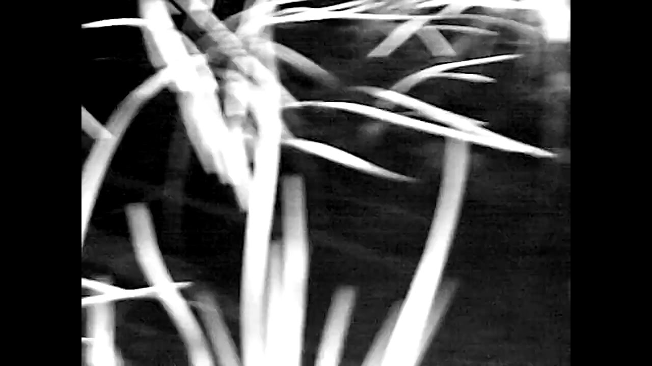 Deloyd Elze - Dog Will Hunt (Official Audio)