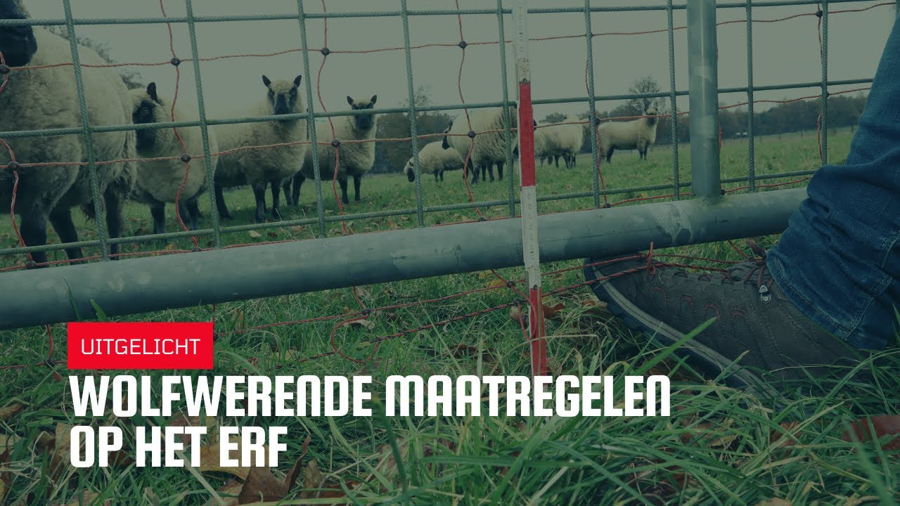 Uitgelicht | Hoe bescherm je schapen en ander vee tegen de wolf?
