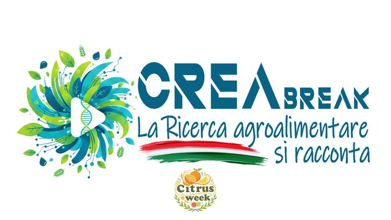 CREA Break: В поисках цитрусовых фруктов 2
