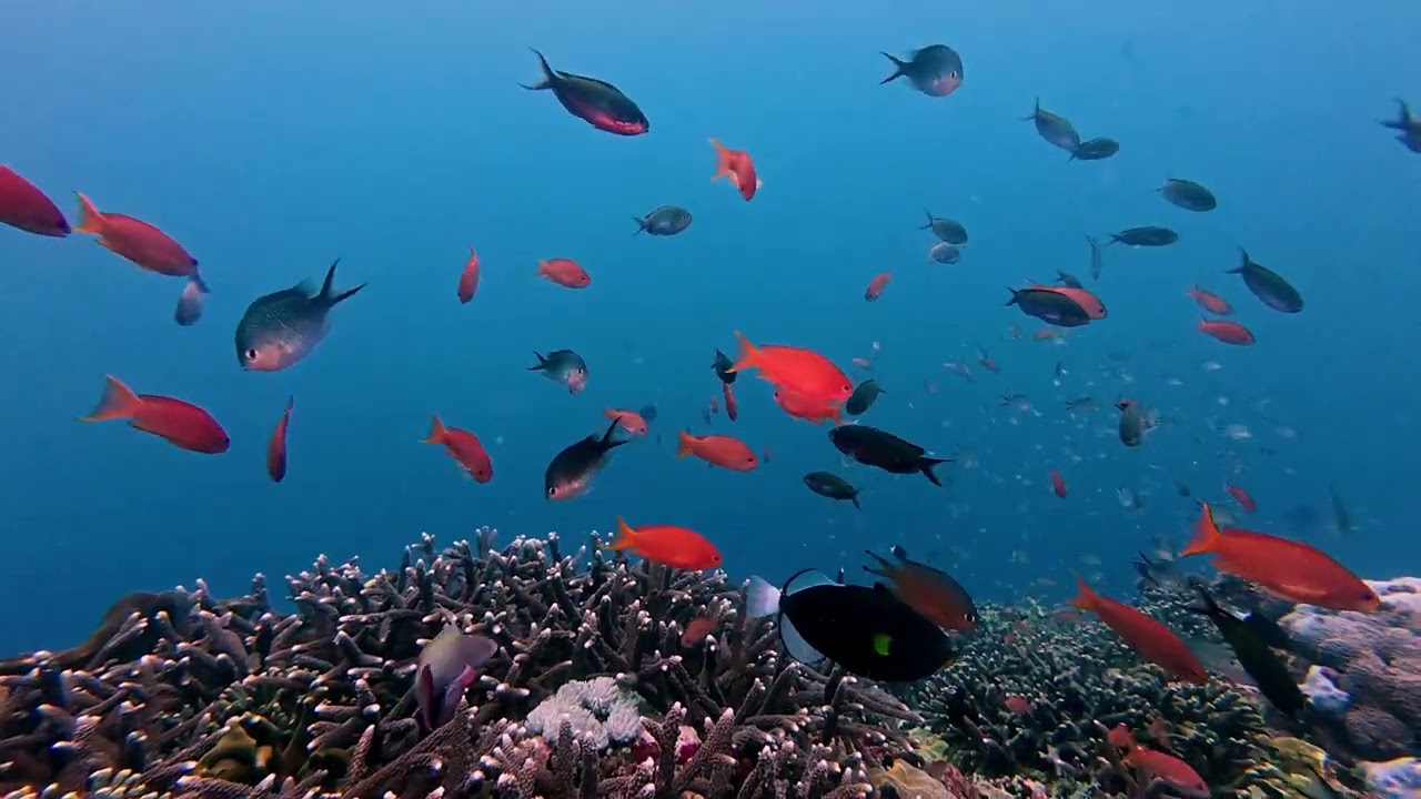 Manta Point  - Bali Nusa Penida April 2025