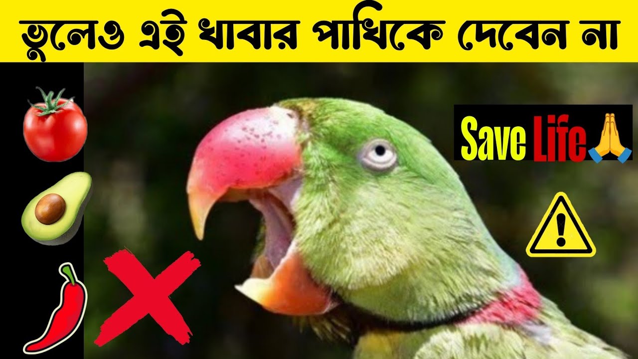 শীতে টিয়া পাখিকে কোন কোন খাবার দিতে নেই।। Don't give this food to parrot.