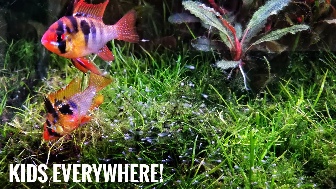 KIDS ALL OVER THE PLACE | Mikrogeophagus ramirezi German Blue