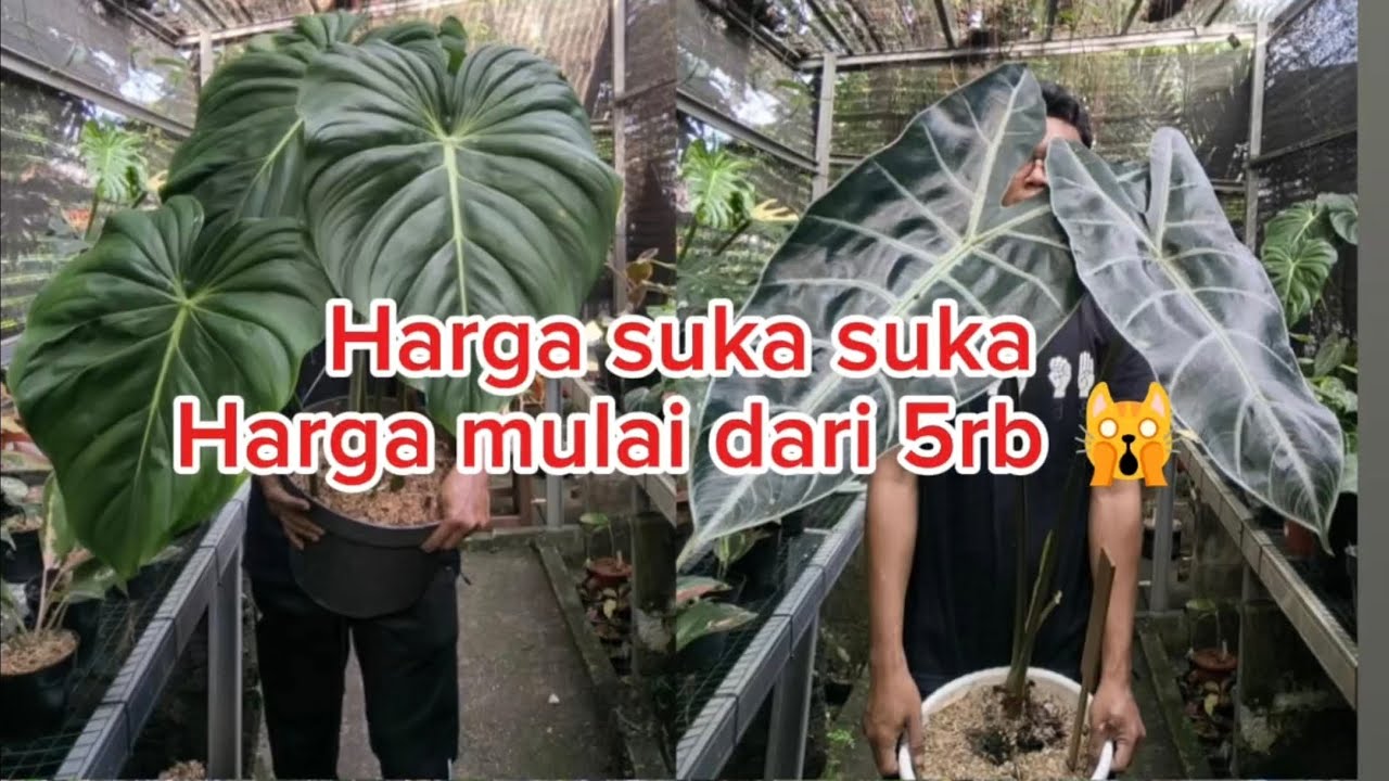 Review sendiri, tanaman sendiri, harga suka suka 😁