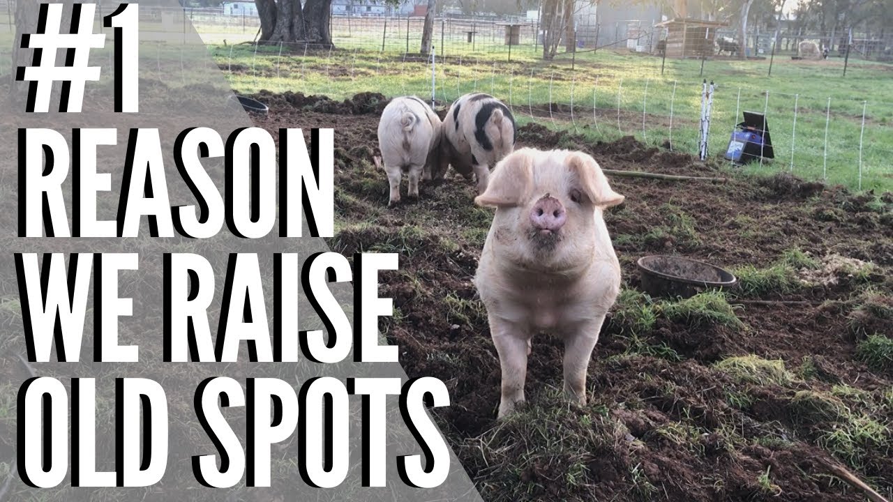 # 1 REASON WE RAISE GLOUCESTER OLD SPOT PIGS