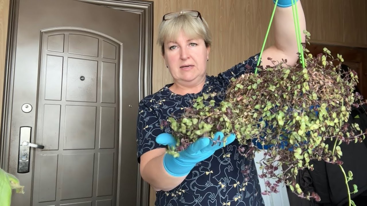 ПЕРЦЫ всходят. Черенкую КОЛЛИЗИЮ. Рецепт ХЛЕБА. 