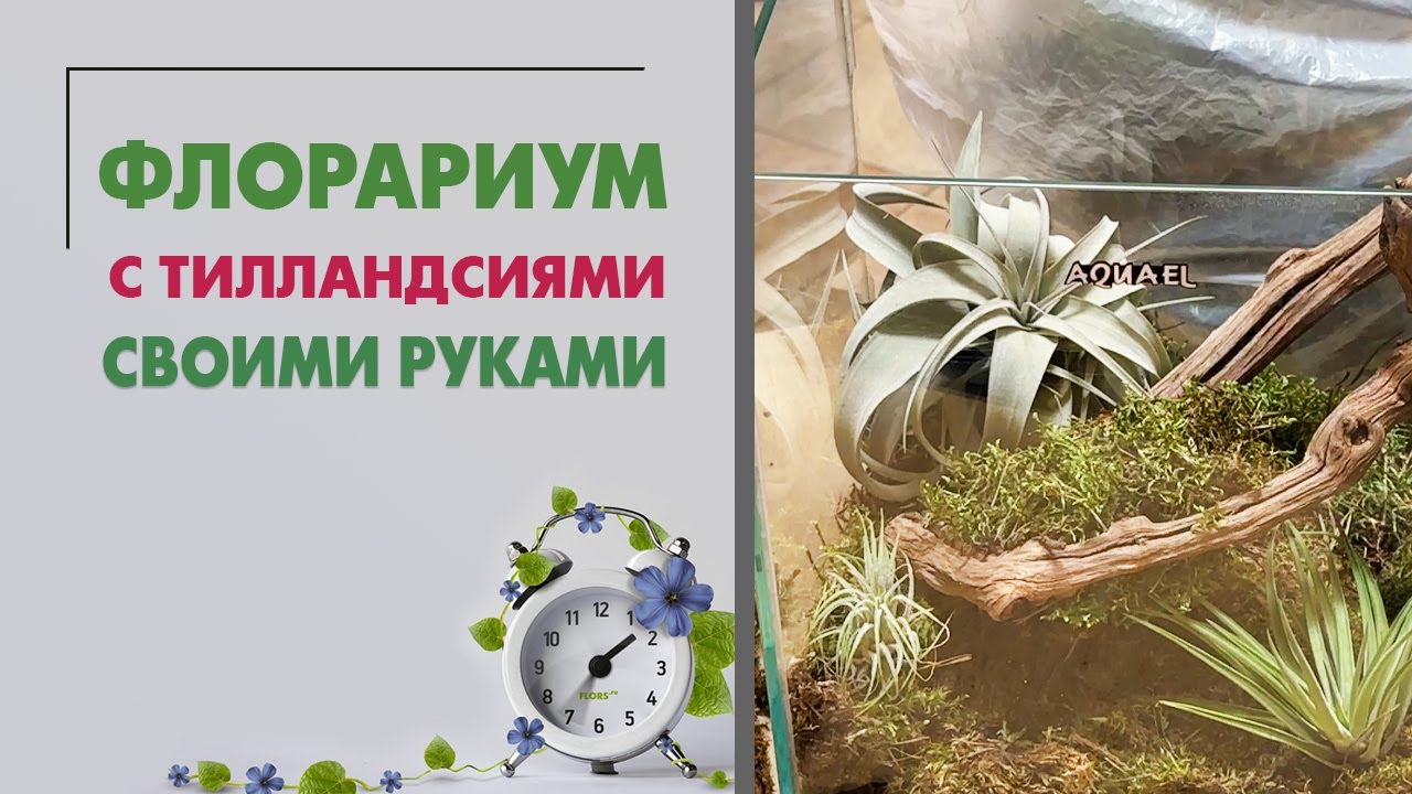 Флорариум с тилландсиями своими руками. Мастер-класс по переделке аквариума.