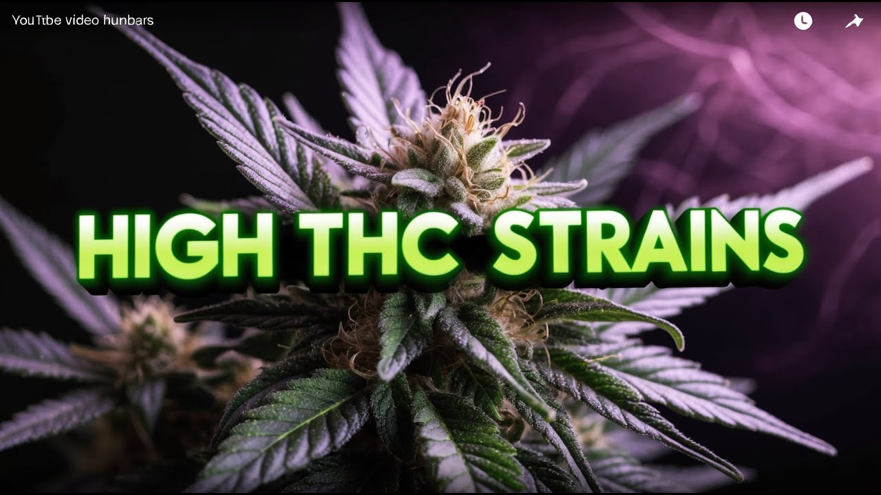 HIGH THC Cannabis Strains