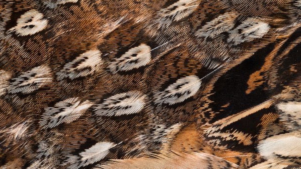 Soft Hackle Feather Selection