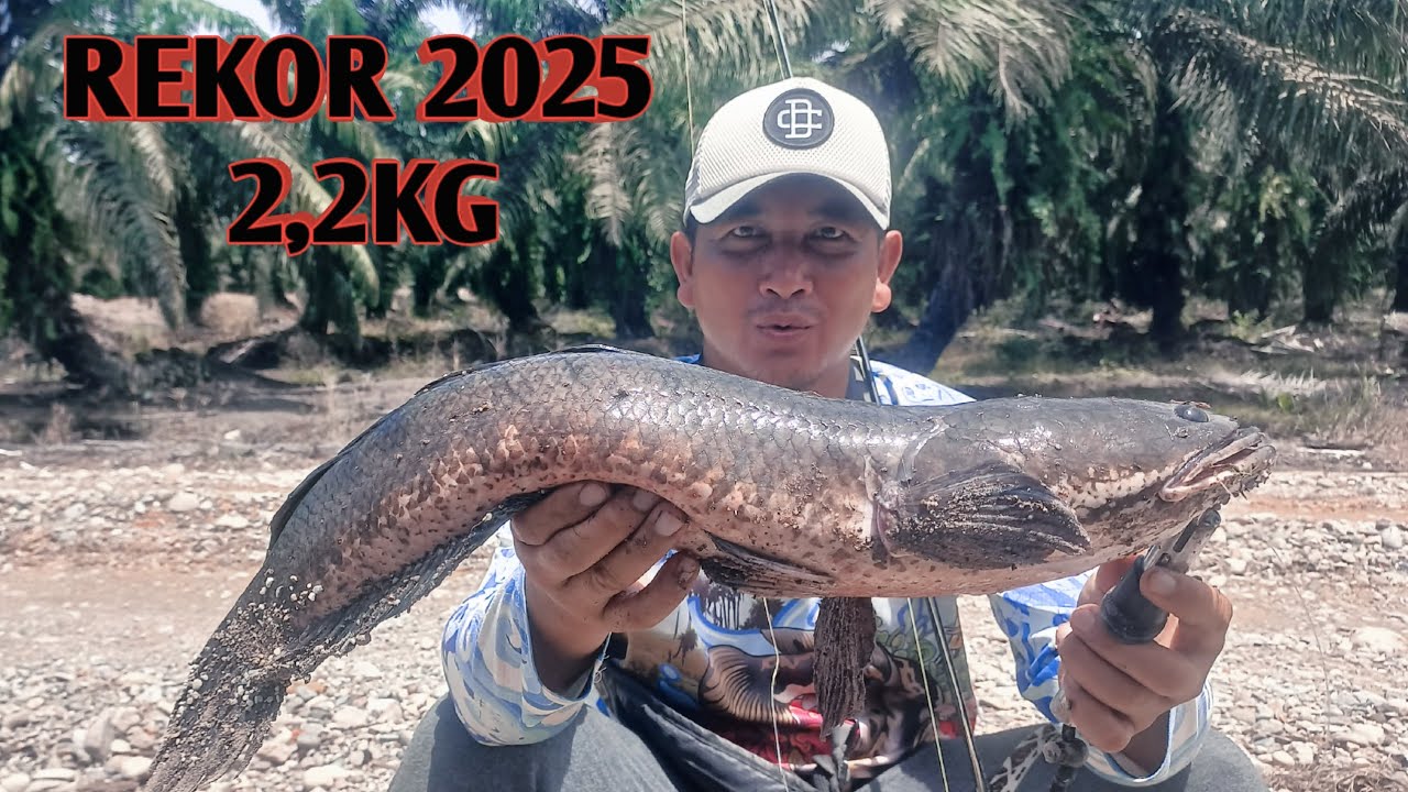 REKOR TERBARU GABUS MONSTER DI 2025 ‼️