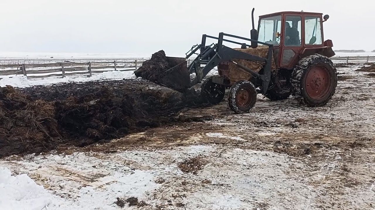 Выгрузка навоза на двух ЮМЗ