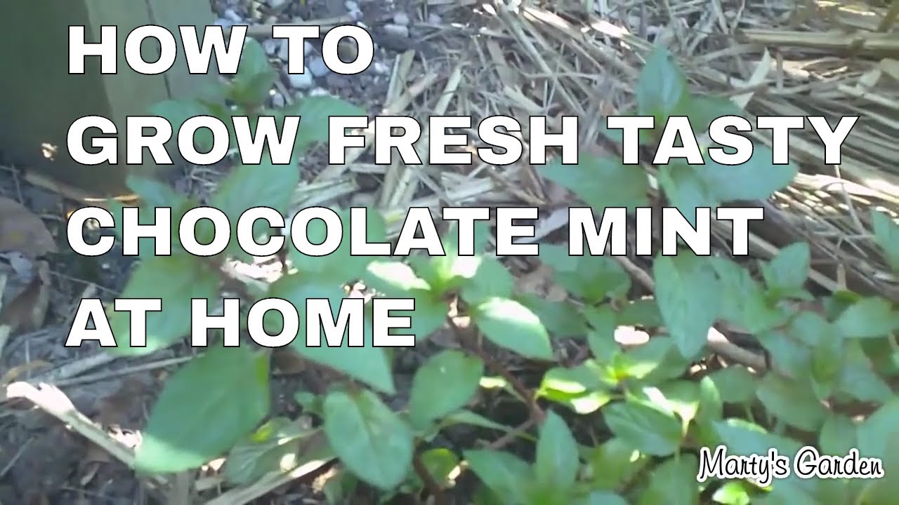 How to Grow Chocolate Mint