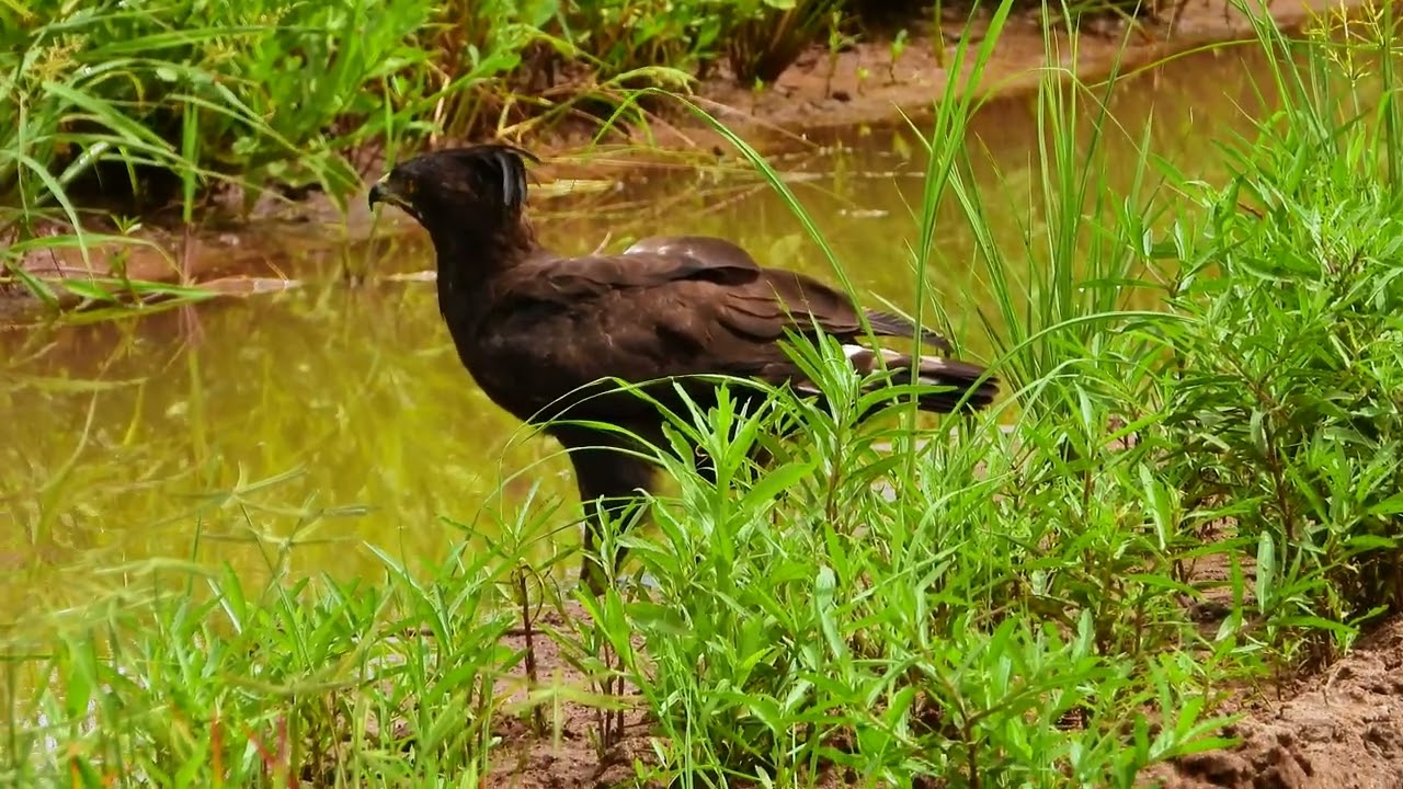 Long Crested Eagle Drinking in Tanzania