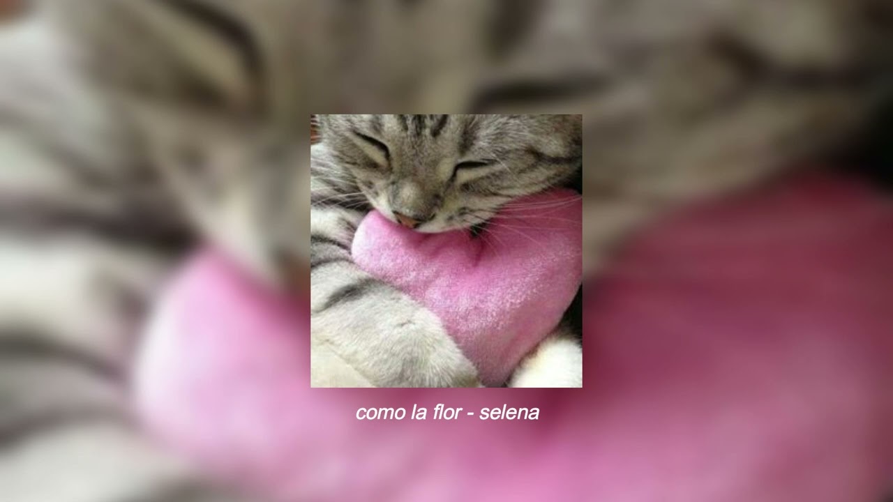 como la flor - selena (sped up & pitched) ♡