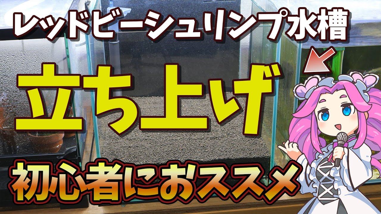 初心者におススメのレッドビーシュリンプ水槽立ち上げ