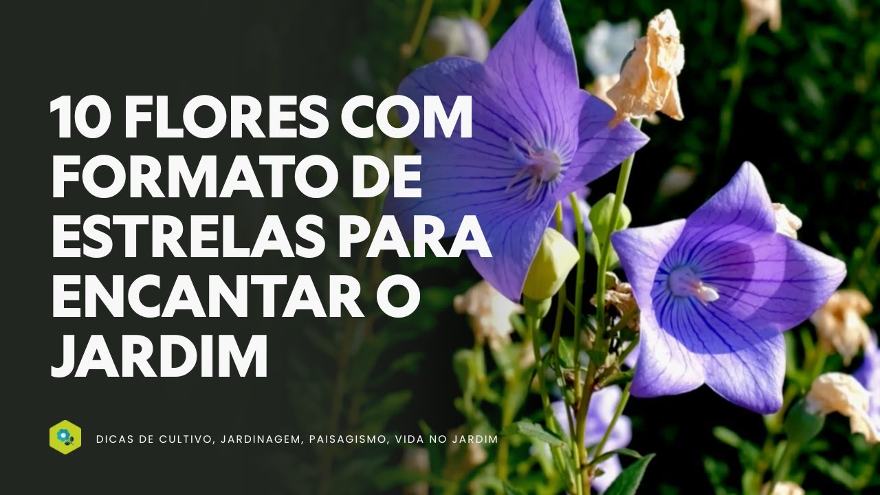 10 flores com formato de estrelas para encantar o jardim