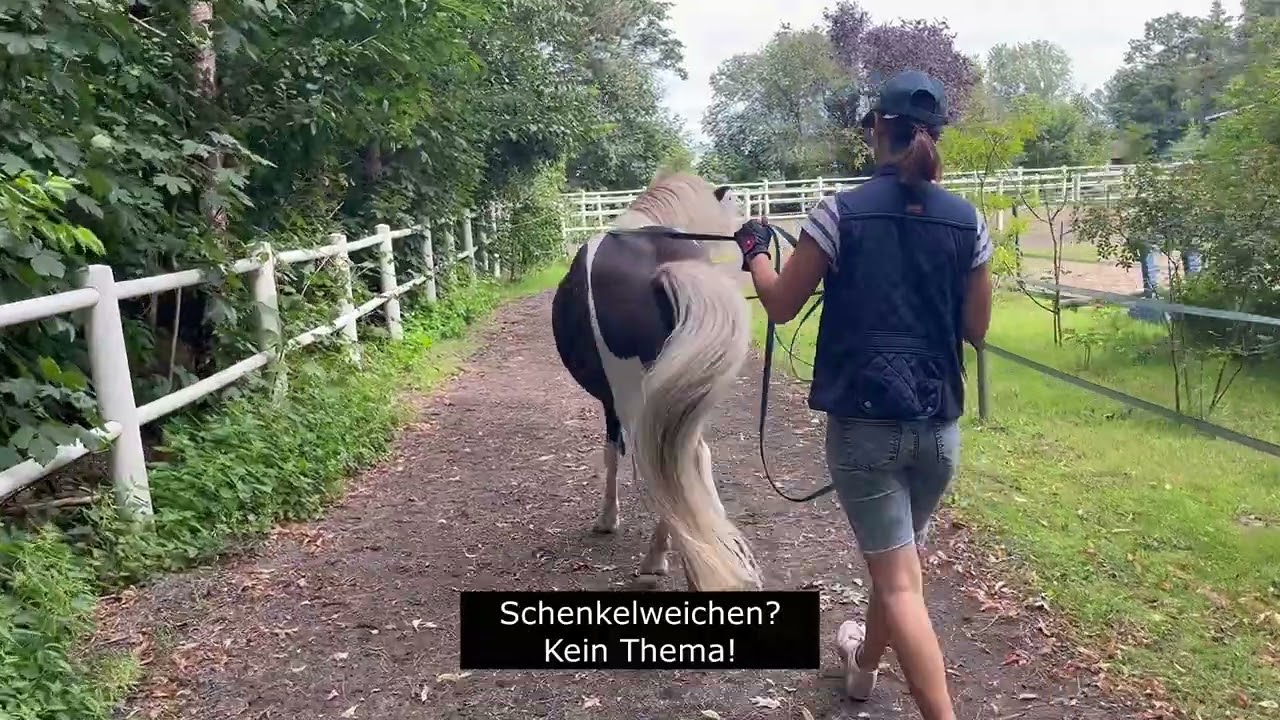 Silfri in der Bodenarbeit, mit der Doppelllonge, bei Ponyspielen, beim Kinderreiten, Schwimmen