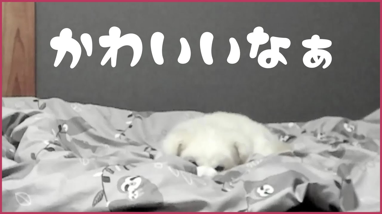【5/26】カメラ意識バッチリのれいくんとお誕生日のnethさん【neth切り抜き】