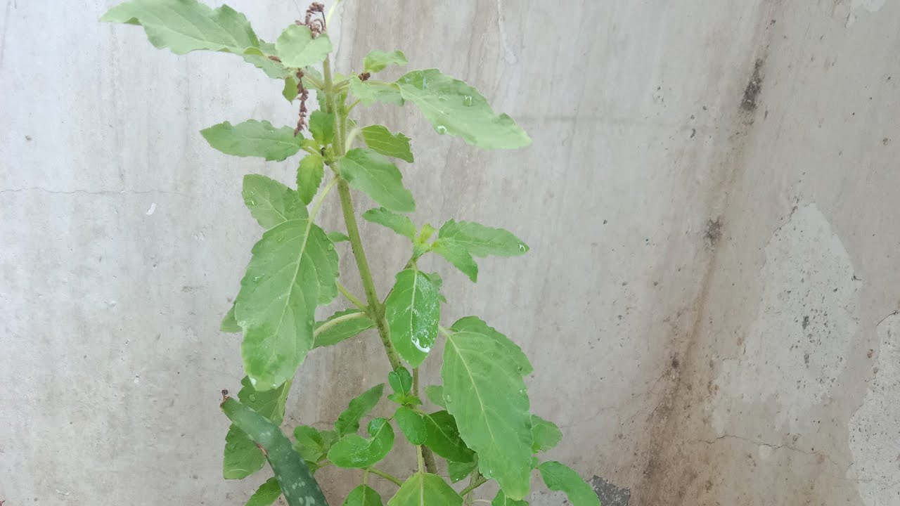 simranthakur is live!