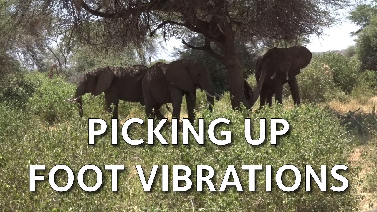 Elephants can distinguish seismic vibrations by elephants and humans