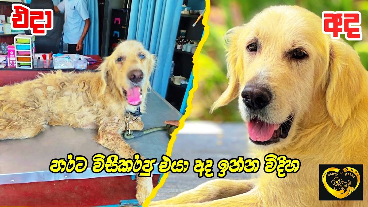 එයාව ආදරෙන් බලාගන්න කෙනෙකුට දෙන්න කාලේ හරි😍😘❤️️ #dog #rescuedog #goldenretriever