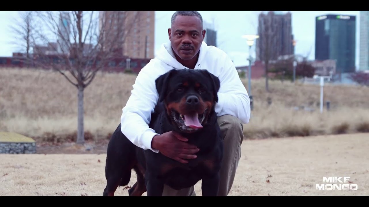 Rottweiler Vlogs Ep. 124 Mizzo & Mack (Shawn Brantley & Akbarforce Waldo)