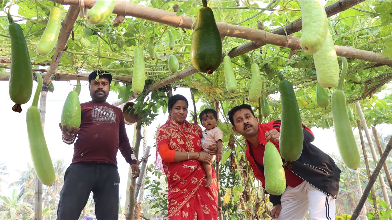 দেখুন কত লাউ হয়েছে | আজ মাঠের থেকে লাউ তুলে বাজারে বিক্রি করা হলো ||