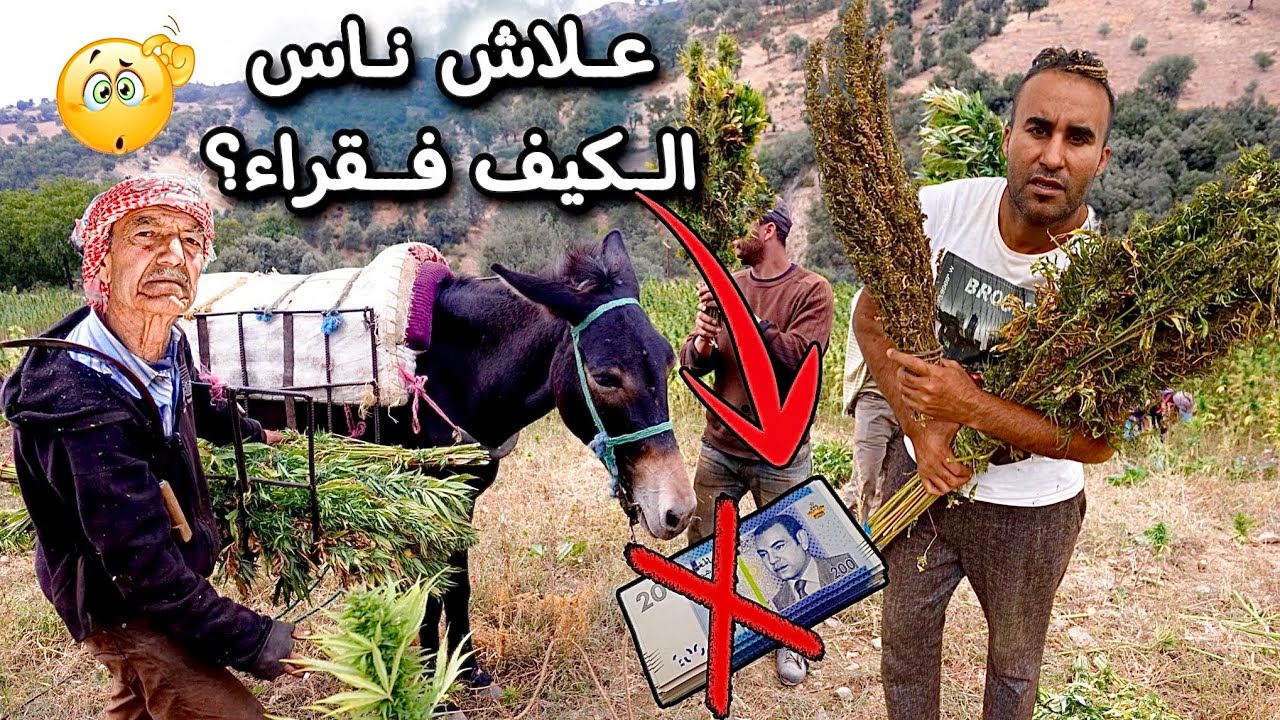 علاش ناس الكيف فقراء؟ شكون لي كيستافد من هد العشبة (عالم الكيف)
