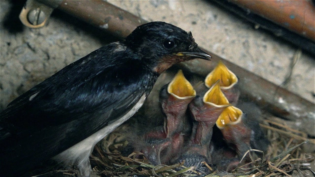 L' hirondelle rustique (une scène inattendue et surprenante d'une mère ,à 1mn 22s ).