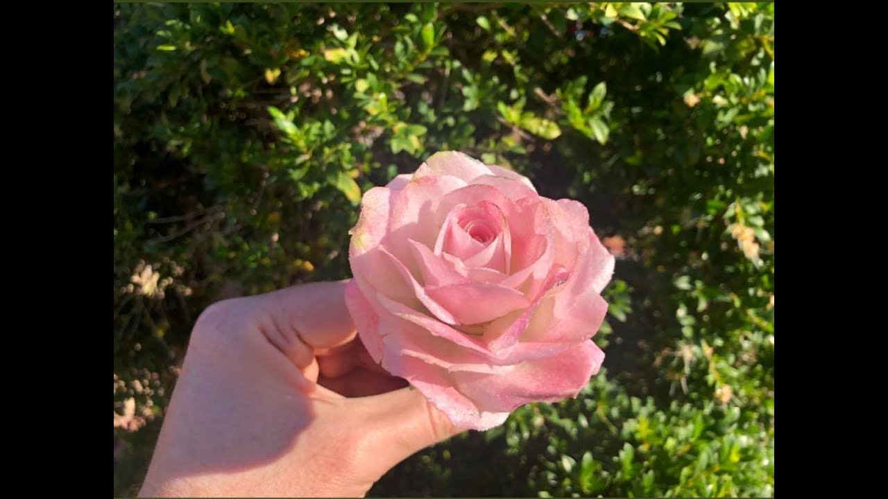 Wafer paper rose tutorial