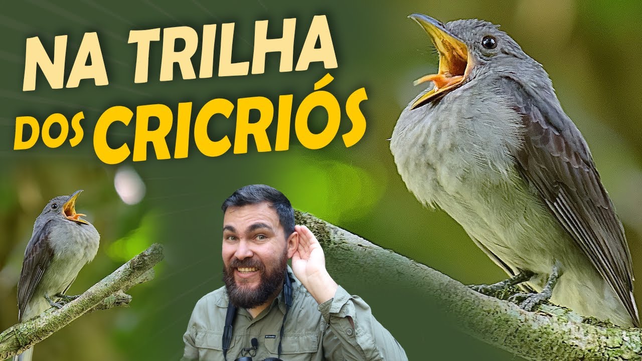 No território dos CRICRIÓS: Passarinhando no Jardim da Amazônia pt. 2