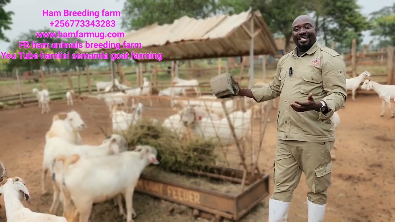What a farmer must know .How to help your goats produce healthy and strong kids ( steaming up )