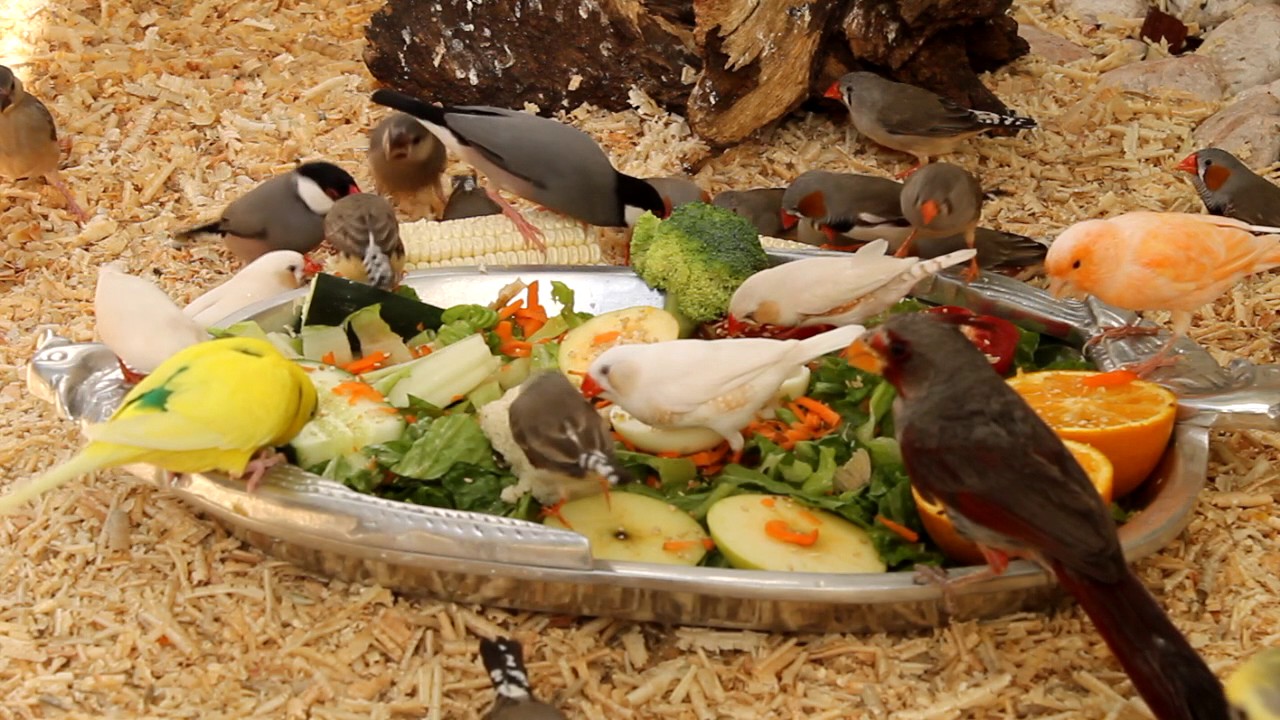 Aviario mis aves y su ensalada