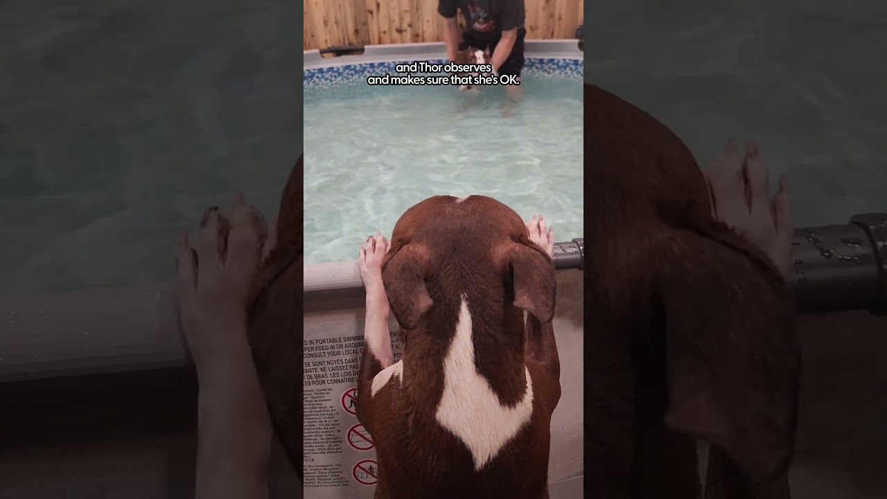 Dog Teaches His Little Sister How To Swim  | The Dodo  #dog #dodoanimals