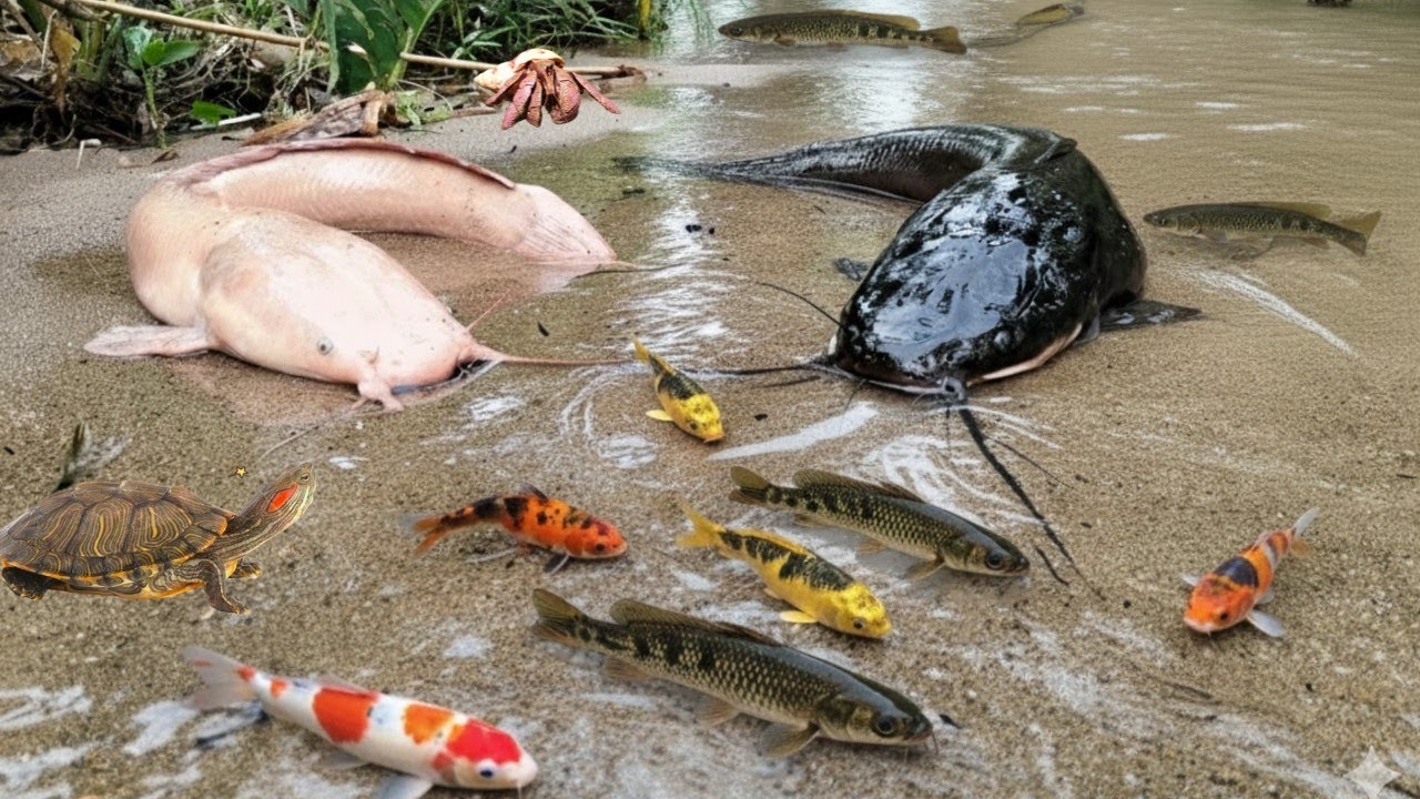 Seru..Berburu Ikan Lele Moster di Sungai Kering,Ada Ikan Hias,Ikan Cupang,Ikan Koi,Ikan Glowfish