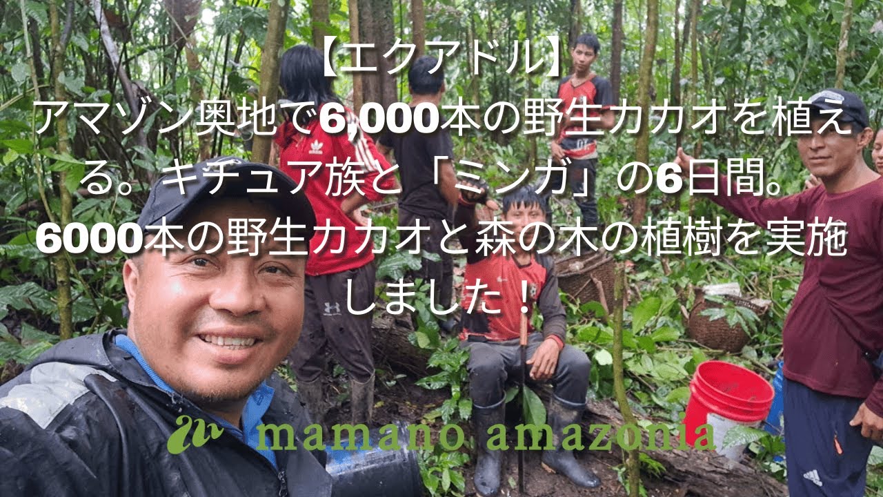 【エクアドル】アマゾン奥地で6,000本の野生カカオを植える。キチュア族と「ミンガ」の6日間。6000本の野生カカオと森の木の植樹を実施しました！